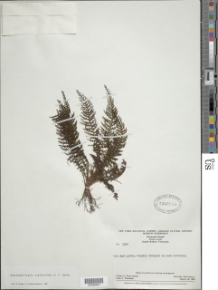 Cyathea asplenioides image