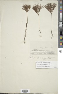 Schizaea poeppigiana image