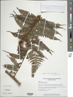 Cyathea leucolepismata image
