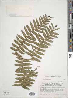 Alsophila marattioides image