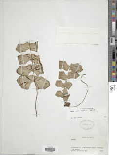 Anemia rotundifolia image