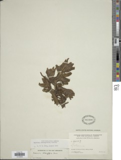 Salvinia oblongifolia image
