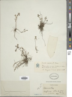 Image of Marsilea capensis