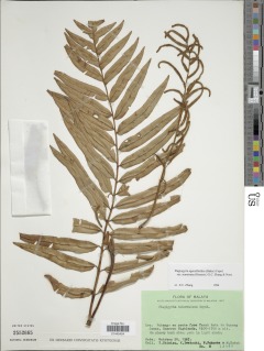 Plagiogyria egenolfioides var. sumatrana image