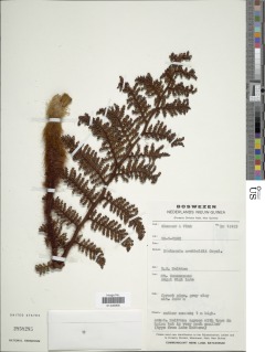 Dicksonia archboldii image