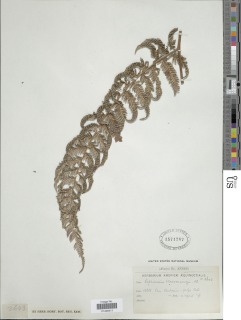 Lophosoria quadripinnata image