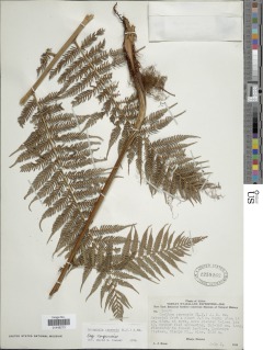 Gymnosphaera capensis image