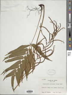 Plagiogyria euphlebia image