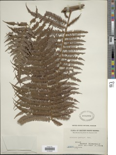 Cibotium arachnoideum image