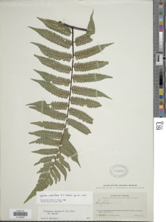 Cyathea nodulifera image