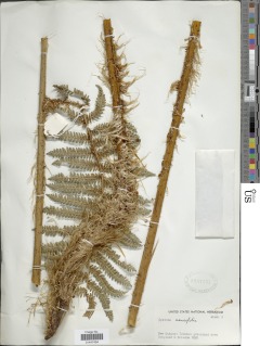 Sphaeropteris aeneifolia image