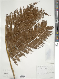 Dicksonia thyrsopteroides image