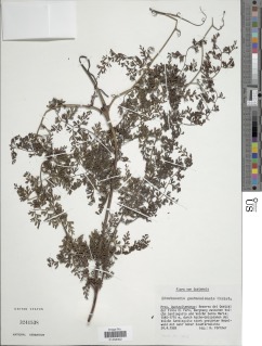 Image of Odontosoria guatemalensis