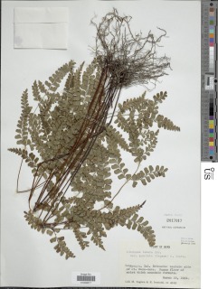 Lindsaea bonii image