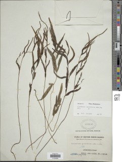 Lindsaea ensifolia subsp. ensifolia image