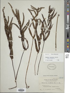 Lindsaea ensifolia subsp. ensifolia image
