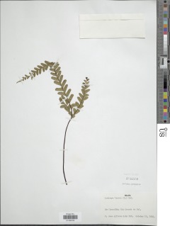 Lindsaea lancea var. lancea image