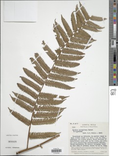 Alsophila erinacea image