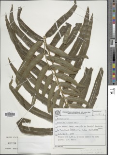 Saccoloma elegans image