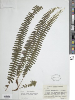 Lindsaea repens var. sessilis image