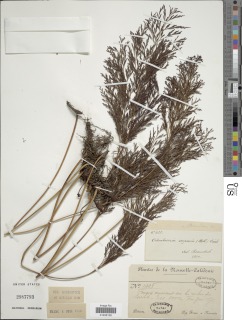 Odontosoria angustifolia image