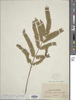 Lindsaea guianensis subsp. lanceastrum image