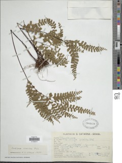 Lindsaea ovoidea image