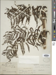 Alsophila australis image