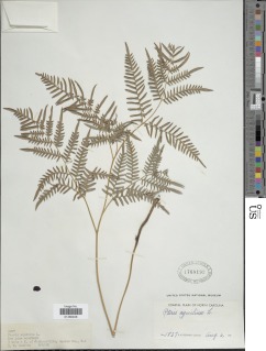 Pteridium latiusculum var. pseudocaudatum image