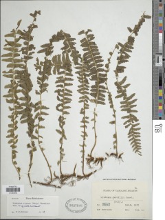 Lindsaea repens var. lingulata image