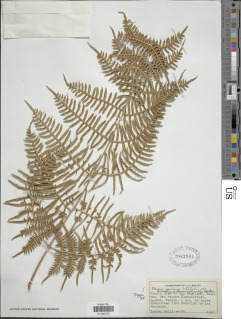 Pteridium arachnoideum image