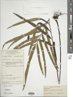 Image of Tapeinidium longipinnatum