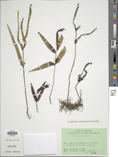 Lindsaea ensifolia image