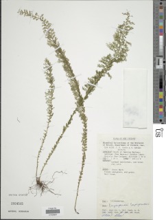 Image of Lindsaea lapeyrousei