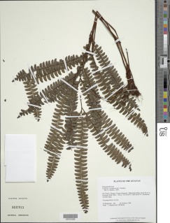 Lindsaea tetraptera image