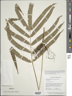 Lindsaea guianensis image