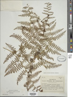 Pteridium aquilinum image