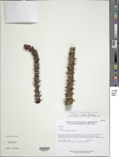 Alsophila jimeneziana image