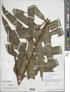 Saccoloma elegans subsp. chartaceum image