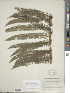 Alsophila brooksii image