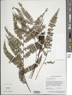 Lindsaea cultriformis image