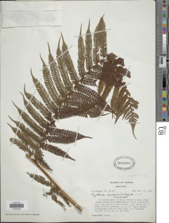 Sphaeropteris lunulata subsp. lunulata image