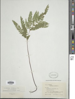 Lindsaea virescens image