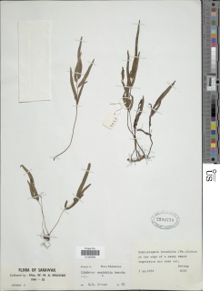 Lindsaea ensifolia image