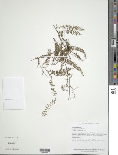 Lindsaea tenuis image