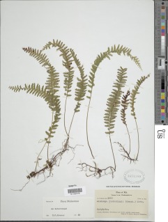 Lindsaea pickeringii image
