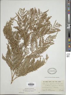 Pteridium aquilinum subsp. centrali-africanum image
