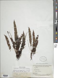 Lindsaea portoricensis image
