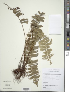 Lindsaea falcata image