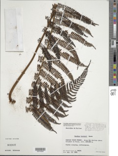 Alsophila brooksii image